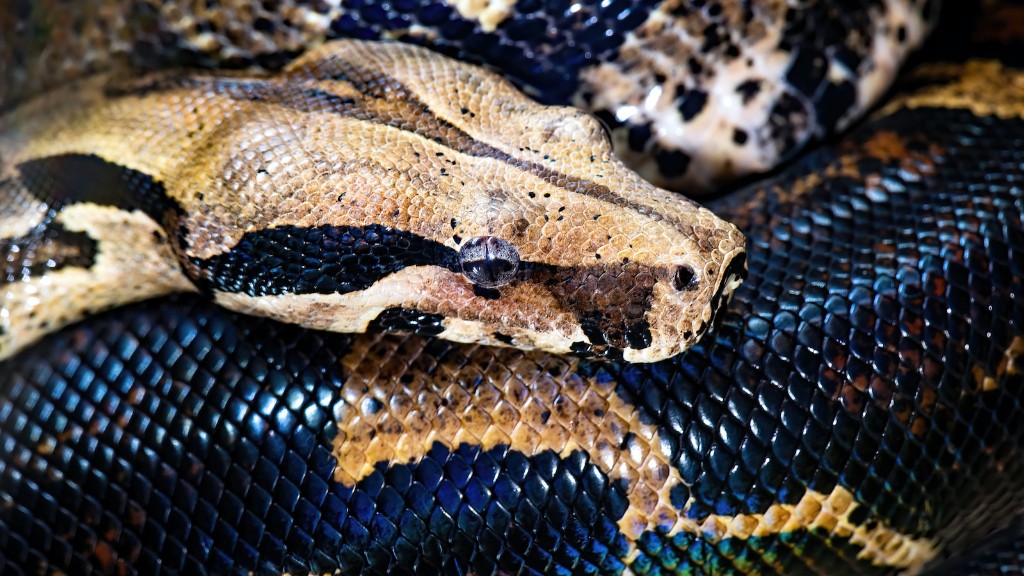 Python kígyóevő állatok
